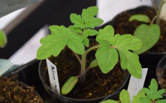 Jak i kiedy wysiewać nasiona kwiatów i warzyw w domu?