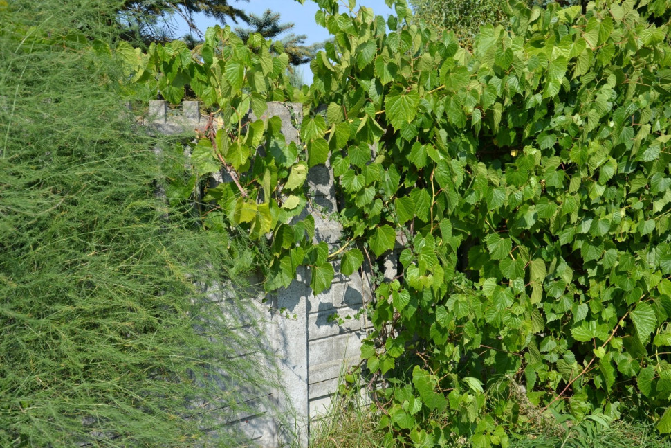 Od strony drogi betonowe ogrodzenie niemal zupełnie zakrywa winorośl pachnąca
