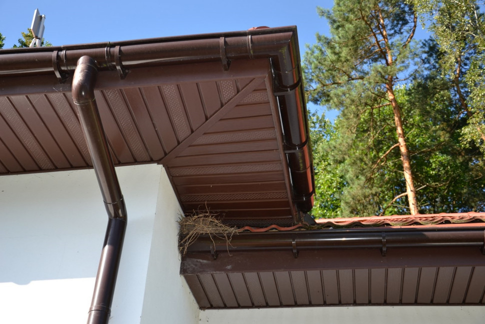 W rynnie pod dachem ptaki wiją gniazdo