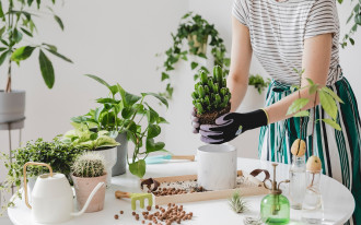 KRISPOL radzi: zadbaj o rośliny w swoim domu