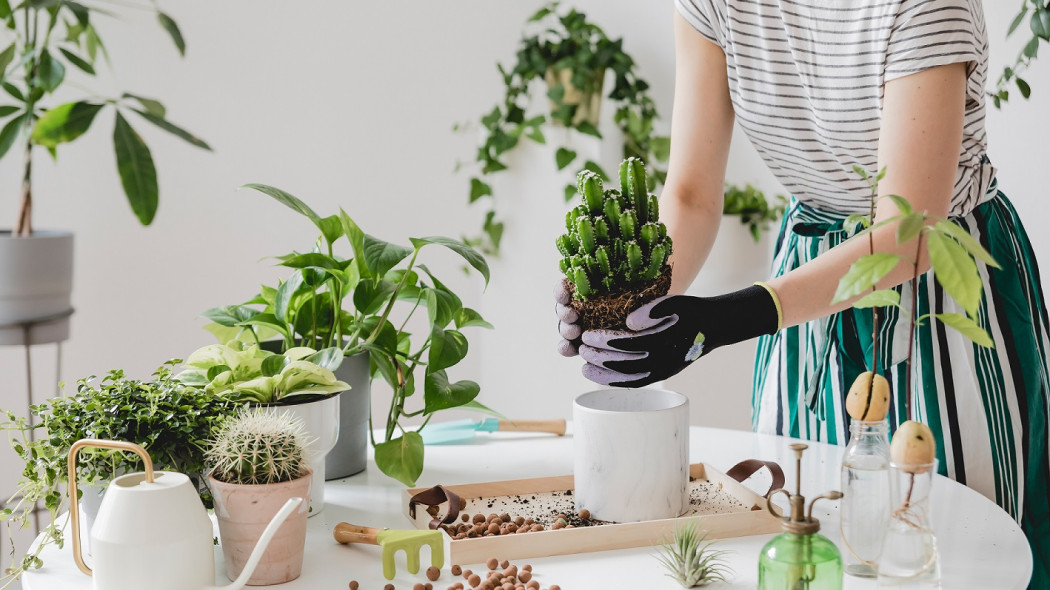 KRISPOL radzi: zadbaj o rośliny w swoim domu