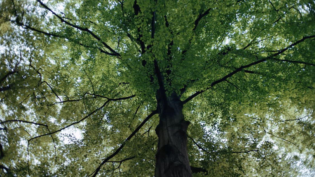 Współpraca VELUX i WWF na rzecz sadzenia lasów