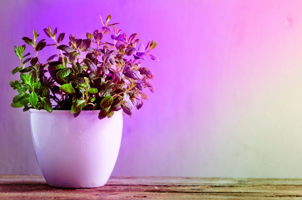 Źródło LED Plant R80 E27 6,5W 230V prowzrostowa