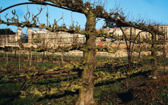 Jak zrobić "owocową ścianę"?