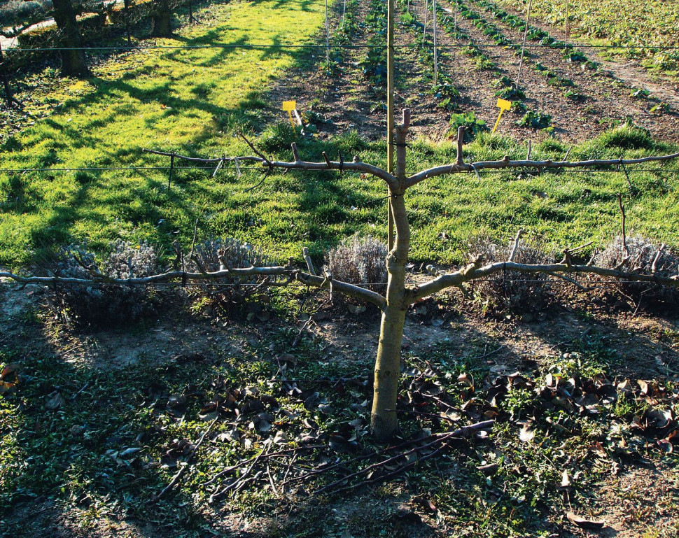 Dziesięcioletnia grusza