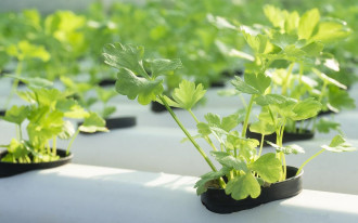 Systemy hydroponiczne - wykorzystanie w przydomowym ogrodzie lub balkonie