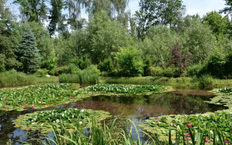 Ogród ze stawem - koszty, pielęgnacja, użytkowanie