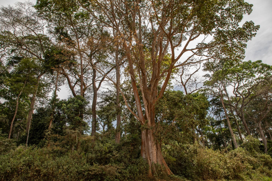 Grupa VELUX i WWF współpracują na rzecz regeneracji lasów