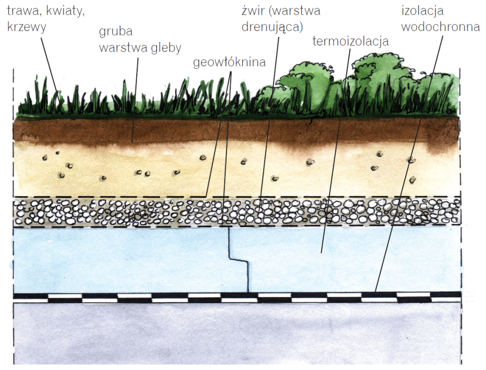 Taras na dachu płaskim garażu: wariant z roślinnością intensywną (trawa, krzewy) - schemat wykonania