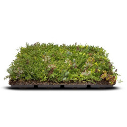 Modułowy dach zielony ekstensywny TUNDRA PACK