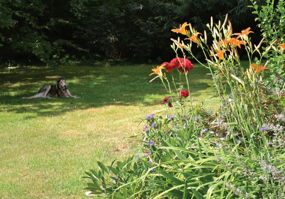 Pies odpoczywający w cieniu starych drzew