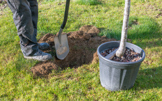 Przesadzanie drzewek i krzewów ozdobnych