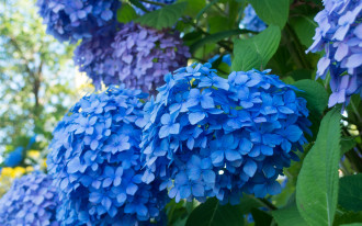 Czy istnieją inne materiały niż agrowłóknina do okrywania hortensji?