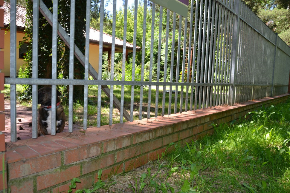 Cegła i fugi na ogrodzeniu zachodzą zielonym nalotem