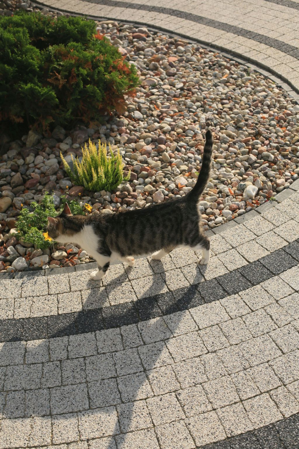 Kostka o nieregularnym kształcie Polbruk Avanti