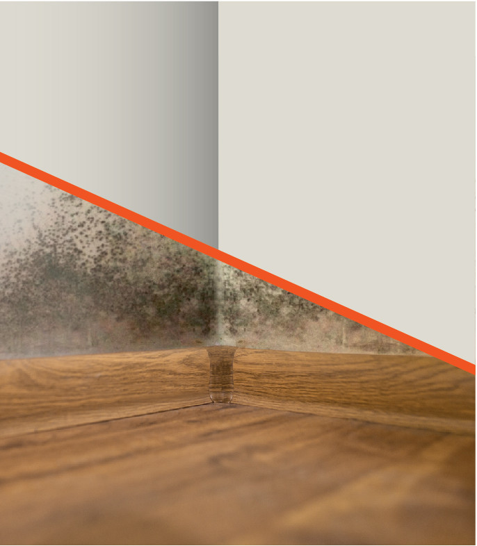 Stan przed i po zastosowaniu środków grzybobójczych marki Dragon Poland