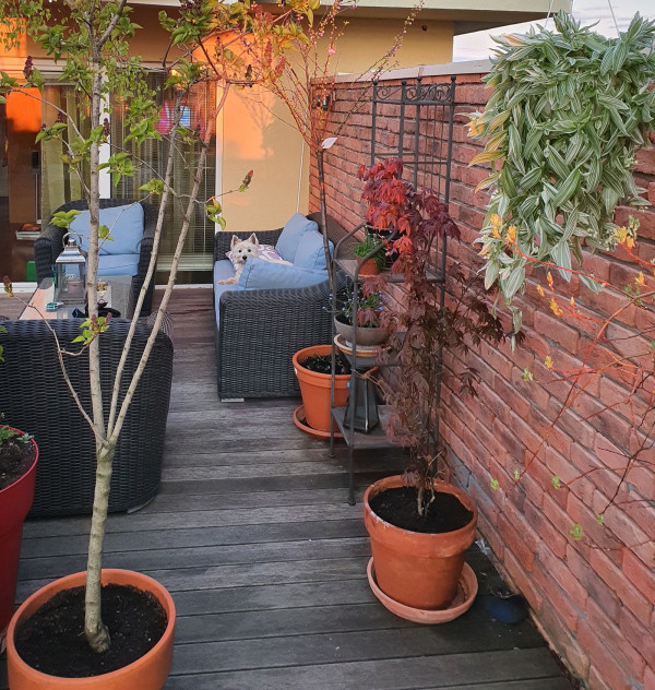 Płytki Stara Cegła w ogrodzie