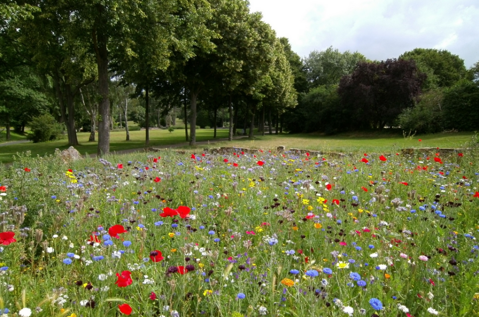 Łąki kwietne to rozwiązanie oszczędzające czas, pieniądze i zasoby