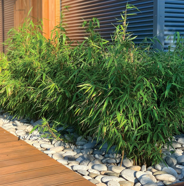 Mrozoodporne bambusy posadzono przy przeszkleniach salonu