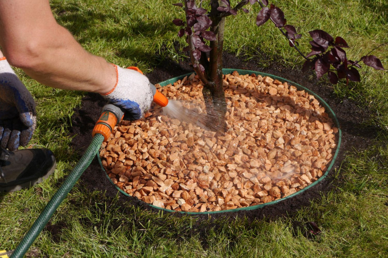 Czym wypełnić otoczone miejsce wokół pnia drzewa?