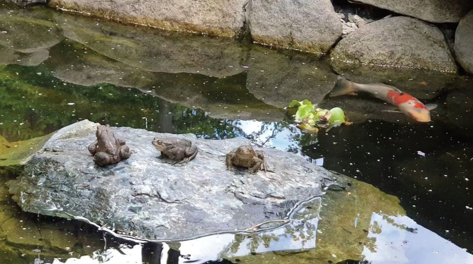 Woda zwabia płazy, ptaki, owady. Życie w ogrodzie dokumentują właściciele