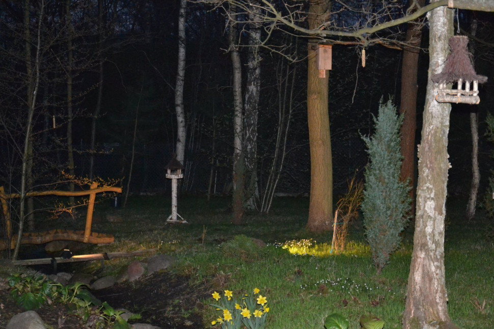 Halogeny podświetlające drzewa