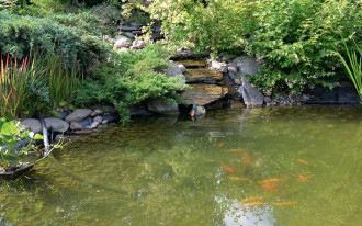 O czym należy pamiętać, zakładając oczko wodne?