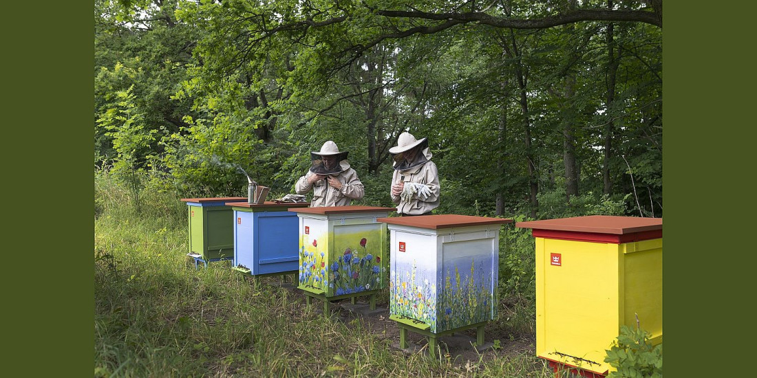 Tikkurila wspiera fundację Pszczoła Musi Być