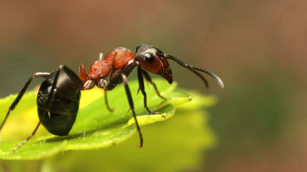 Jak zwalczyć mrówki w ogrodzie?