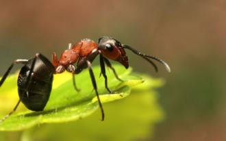 Jak zwalczyć mrówki w ogrodzie?