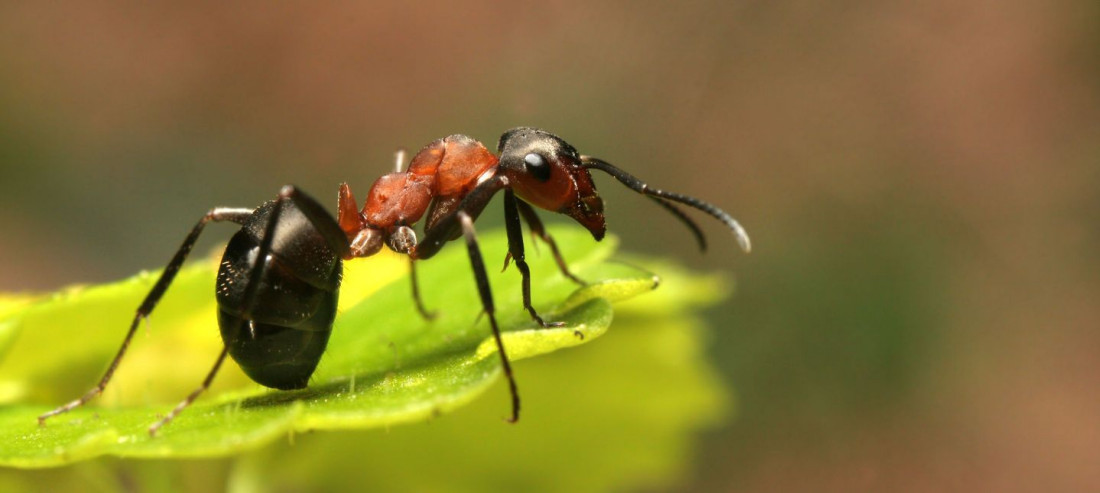 Jak zwalczyć mrówki w ogrodzie?