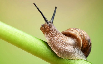 Jak rozmnażają się ślimaki ogrodowe?
