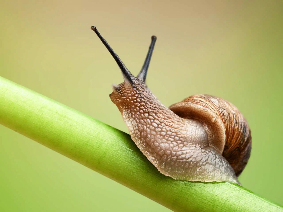 Jak rozmnażają się ślimaki ogrodowe?