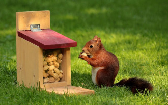 Co jedzą wiewiórki?