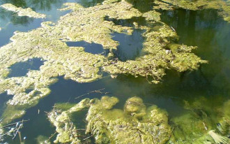 Jak się pozbyć glonów w ogrodowym stawie?