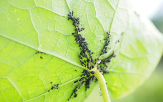 Domowe sposoby na pozbycie się mszyc z ogrodu