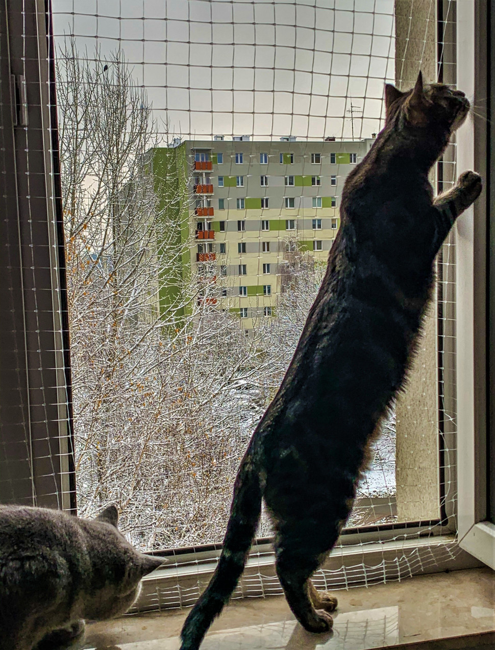 Jedno z nietypowych zastosowań siatki