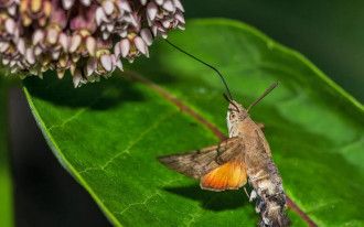 Co to za owad podobny do kolibra?