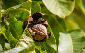 Orzech włoski - wszystko, co warto o nim wiedzieć