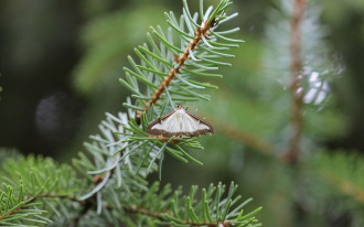 Domowe sposoby na pozbycie się ćmy bukszpanowej