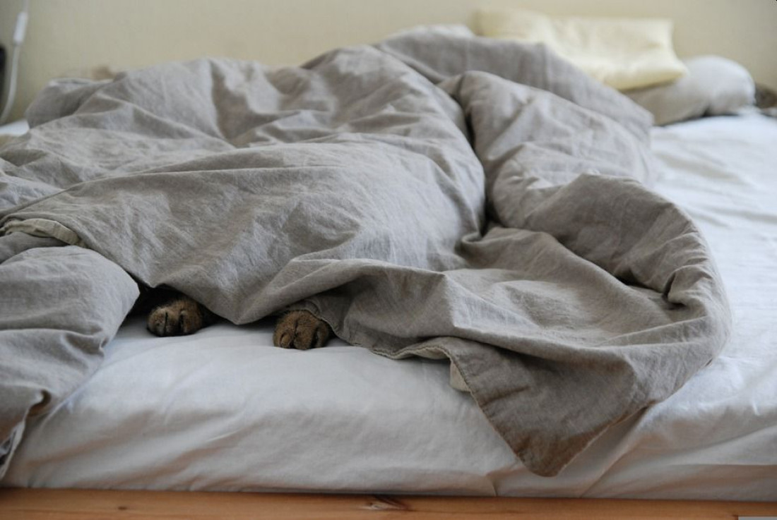 Dlaczego kot sika do łóżka?