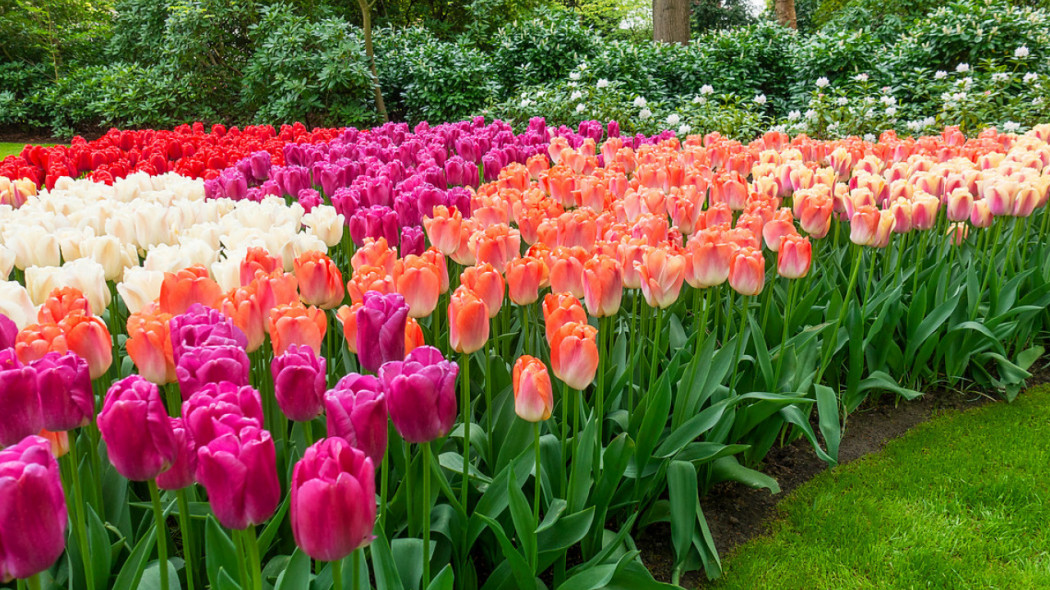 Jak i kiedy sadzić tulipany?
