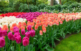 Jak i kiedy sadzić tulipany?