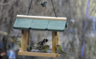 Jak zrobić prosty karmnik dla ptaków?