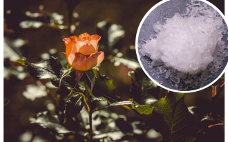 Jak stosować sól Epsom w ogrodzie?