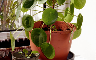 Jak kwitnie kwiat pieniążek?