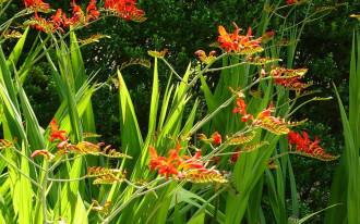 Kiedy sadzić krokosmię?