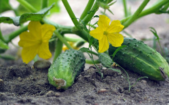 Kiedy siać ogórki?