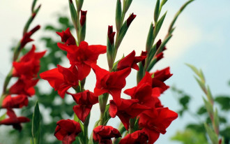 Kiedy sadzić mieczyki?