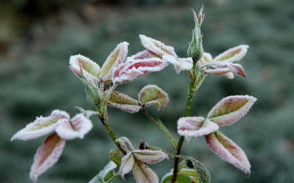 Jak uchronić rośliny przed mrozem?